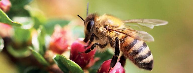 Wildbienen – Hilfe für summende Vielfalt
