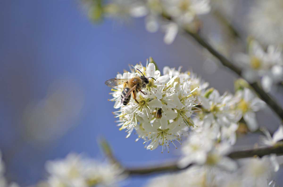Allergisk smør vores Insektensterben? Nicht mit uns! - Schleswig-Holstein