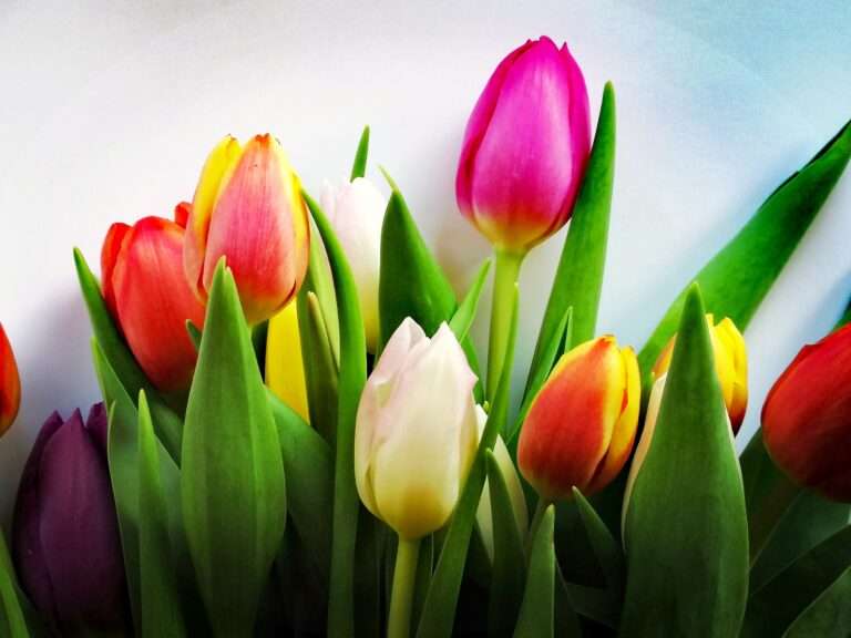 FLOWER POWER